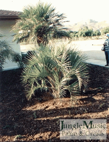 Butia paraguayensis